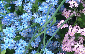 4_4_4_16_6_10_19_31_priroda.PNG